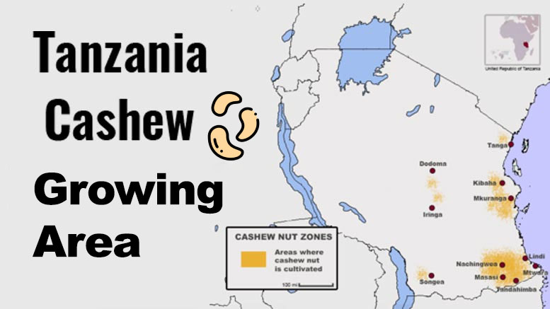 90 % of the area planted with cashew nuts found in three regions of Mtwara, Lindi, and Pwani.