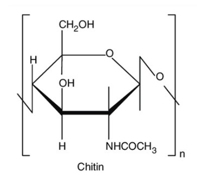 Cấu Trúc Phân Tử Của Chitin - Chitin (C8H13O5N)n