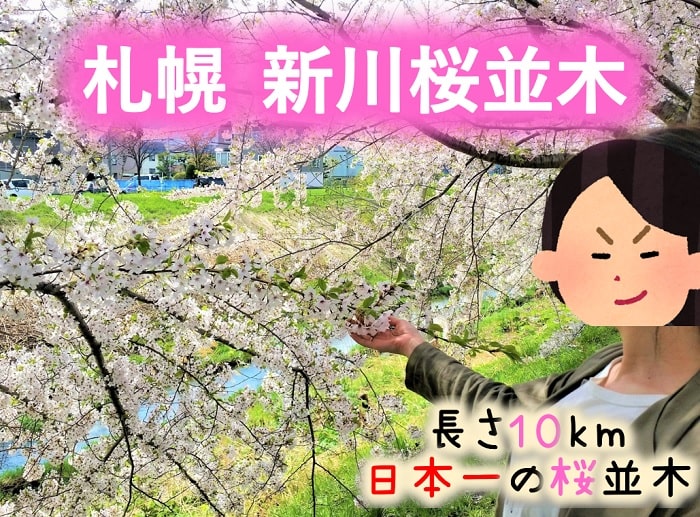 札幌　新川桜並木