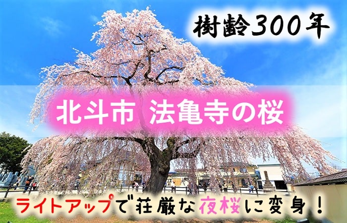 北斗市 法亀寺の桜