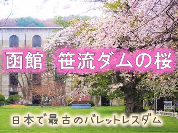 函館　笹流ダムの桜