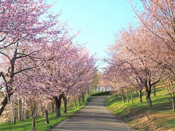 芦別　桜の名所　旭ケ丘公園
