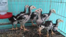 Anakan Ayam Bangkok Ori Super Teknik Pukul Umur 1 Bulan