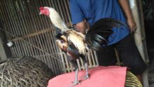 Ayam Pama Ori Jalak Full Speed Pukul Jalu Akurat