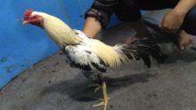 Ayam Pama Bangkok 8 Bulan Pukul Jalu