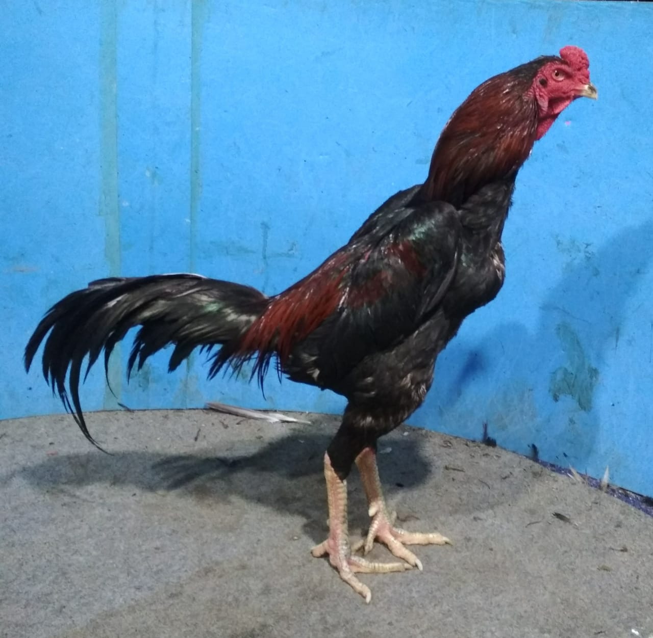 3+ Pacek Ayam Bangkok Ukuran 9 Pukul KO » Jual Ayam Aduan 2022