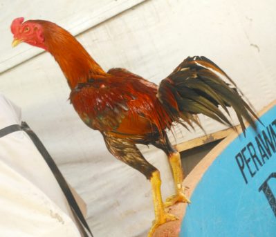 Ayam Mangon Super VVIP Spesial Undangan & Kontes [Khusus Pacek]