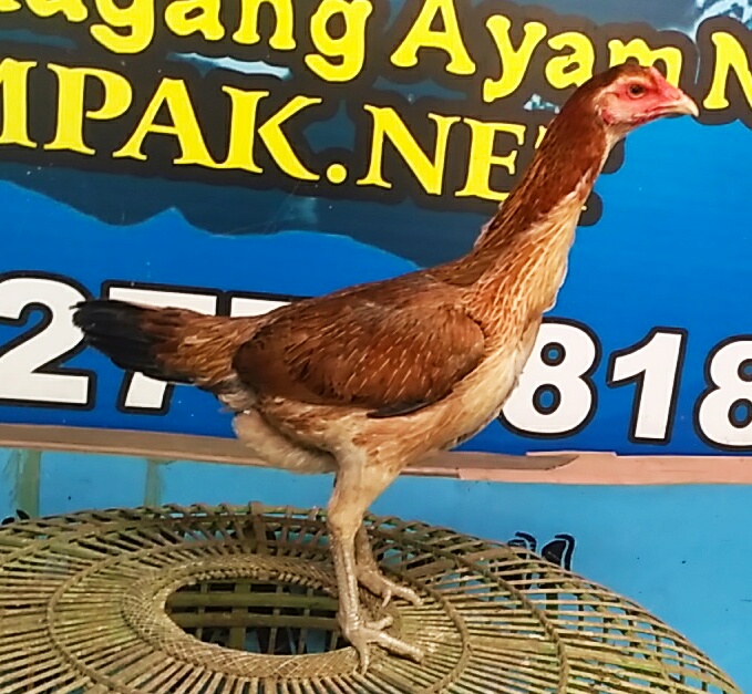 Ayam Mangon Betina Super