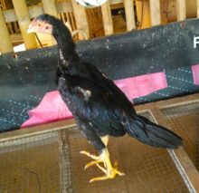 Anakan Ayam Bangkok Super Umur 3 Bulan Full Ubed