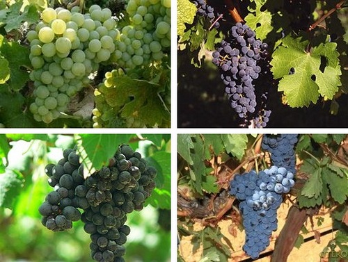 uvas para los vinos de Bodegas Barcolobo