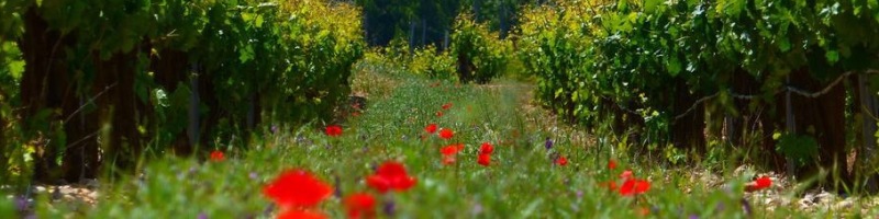 Descubriendo el vino, Primum Vinum, de Cantina MonteChiaro