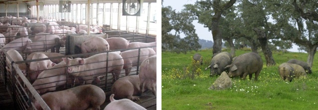 Diferentes formas de alimentarse los cerdos - La mesa del Conde