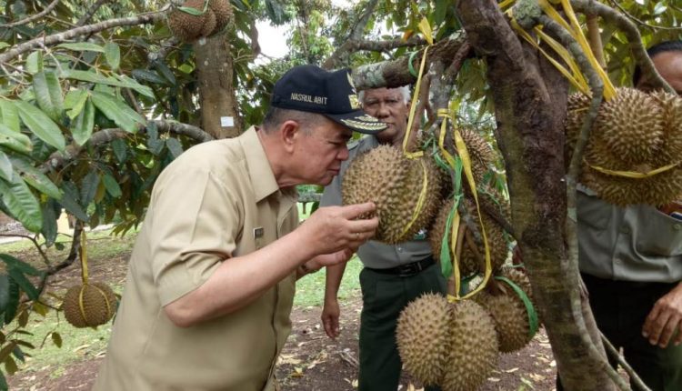 Wakil Gubernur Nasrul Abit mencium bau buah durian yang dikembangkan di Balitbu, Solok. (Foto: Humas Pemprov)