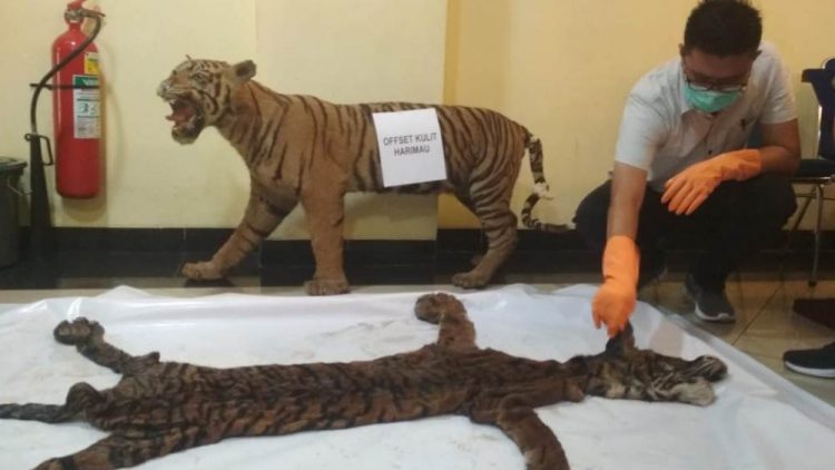 Kulit harimau Sumatra yang disita Polda Sumbar dari dua tersangka. (Foto: Rahmadi)