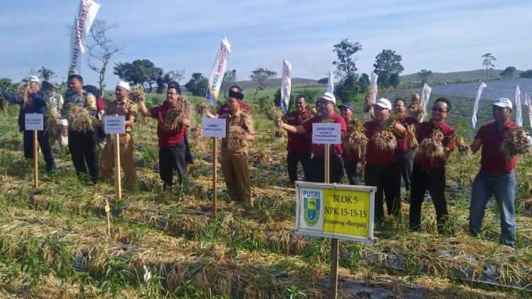 Panen bawang merah hasil riset NPK Pusri di Kecematan Lembah Gumanti, Solok. (Foto: Ist)