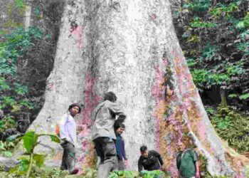 Pohon 'raksasa' di hutan Kabupaten Agam. (Foto: Dok.BKSDA Agam)