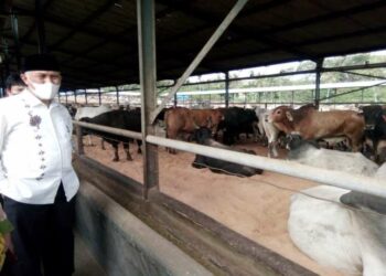 Mahyeldi mengunjungi peternakan sapi PT Juang Jaya Abdi Alam, Lampung Selatan. (foto: Pemprov Sumbar)