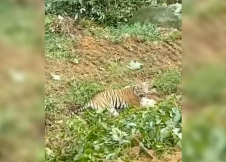 Berita Terbaru dari Sumbar: Harimau sumatera yang viral mengadang ekskavator di Pasaman Barat (Pasbar) tidak terlihat lagi usai dilakukan pengusiran beberapa hari.
