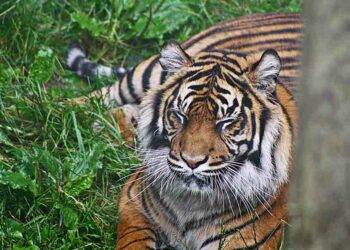 Berita Sumbar terbaru dan terkini hari ini: Kemunculan Harimau Sumatra di permukiman masyarakat di Sumbar terus berulang.