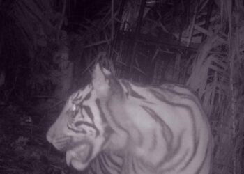 Langgam.id - Harimau Sumatera yang ditangkap di Maua Hilia, Palembayan, Kabupaten Agam akan dibawa ke Dharmasraya untuk observasi.