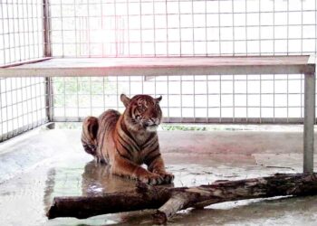 Langgam.id - Harimau Puti Maua telah tiba di Pusat Rehabilitasi Harimau Sumatera Dharmasraya (PRHSD) Arsari, Rabu (12/1/2022).