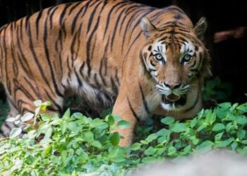 Masyarakat Kota Solok Temukan Jejak Hewan Diduga Harimau Sumatera