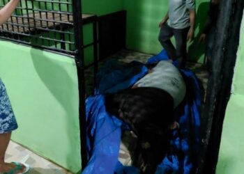 Diduga Patah Kaki, Tapir yang Masuk Pemukiman Warga di Padang Dibawa ke RS Hewan