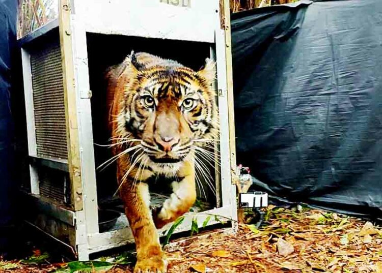 Berita Sumbar terbaru dan terkini hari ini: Lanustika, Harimau Sumatra asal Riau dilepasliarkan ke alam, Sabtu (26/3/2022).