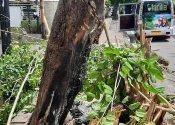 DLH Padang: Jangan Bakar Sampah di Bawah Pohon Pelindung