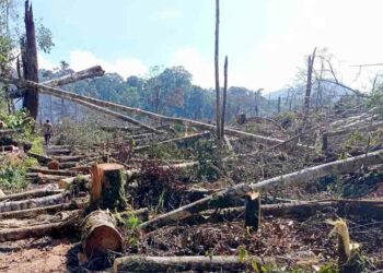 Berita Kabupaten Solok - berita Sumbar terbaru dan terkini hari ini: Bakar hutan, warga Koto Hilalang Solok terancam penjara 10 tahun.