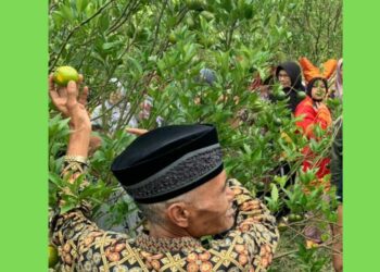 Petani jeruk di Kecamatan Gunung Omeh Kabupaten Limapuluh Kota perlihatkan buah yang diserang hama pada Gubernur Mahyeldi. [Dok. MC Prov Sumbar]