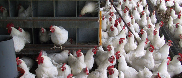 Productos avícolas colombianos vuelan en el exterior