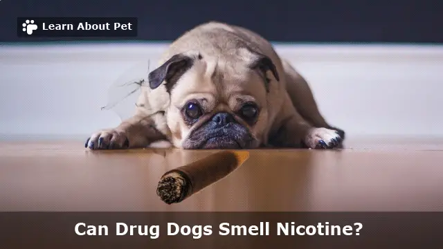 Can Drug Dogs Smell Nicotine? 7 Interesting Facts - 2022 (2022)