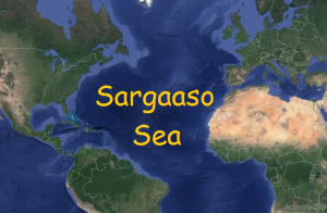 What is Ocean Currents and Sargasso Sea? Major Ocean Currents in the World