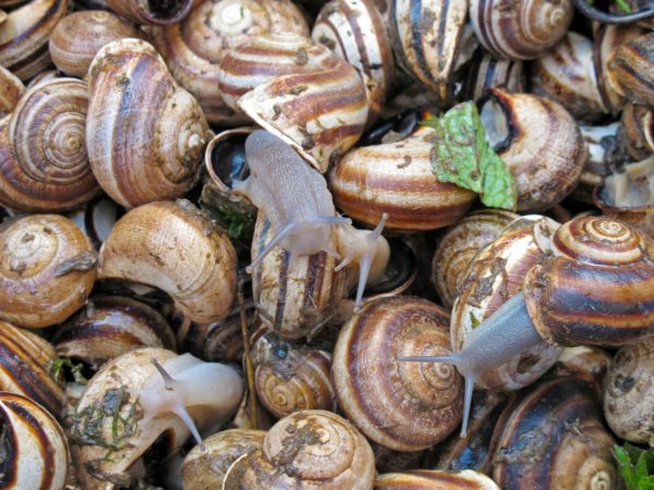 snails, escargot, delicacy-557265.jpg