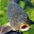 Cyprinus Carpio's user avatar
