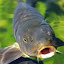 Cyprinus Carpio's user avatar