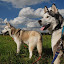Husky's user avatar