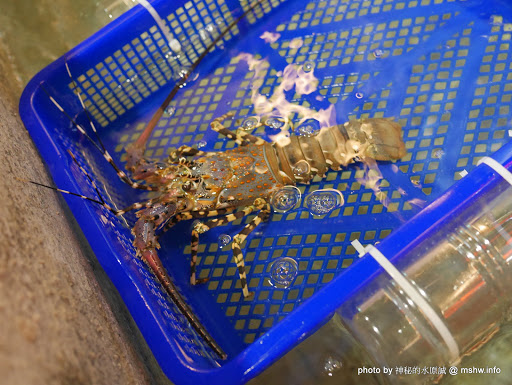 【食記】台中澤多海鮮燒烤板屋Sawata@西區英才公園-捷運BRT中正國小 : 口味一定, 質感路線日式燒烤居酒屋 串燒 區域 台中市 宵夜 居酒屋 捷運美食MRT&BRT 日式 晚餐 海鮮 火鍋/鍋物 燒烤/燒肉 西區 酒類 飲食/食記/吃吃喝喝 