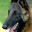 Belgian Dog's user avatar