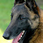 Belgian Dog's user avatar