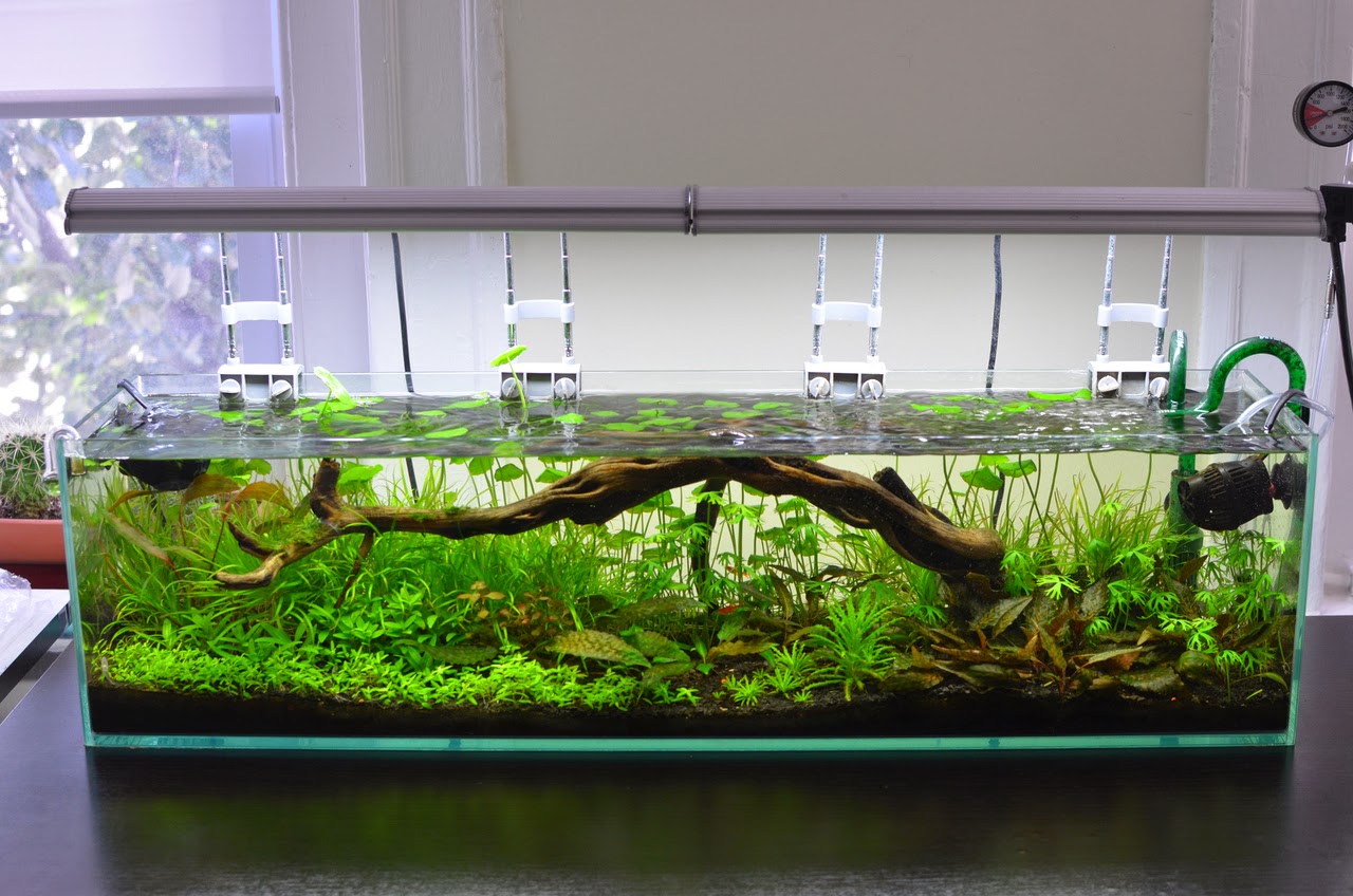 Betta Fish Natural Habitat Betta Fish Life