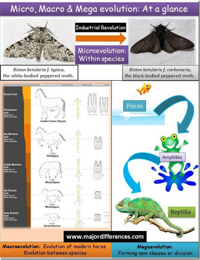 examples of Micro maco and mega evolution 