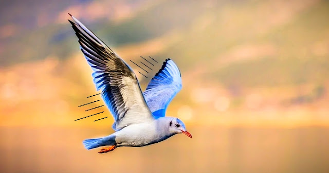 Fastest Flying Bird | Top 10 Fastest Birds | High Speed Flying Bird ...