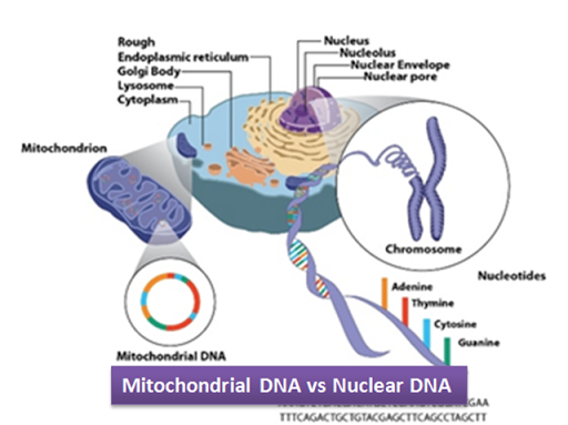 Difference between Mitochondrial and Nuclear DNA