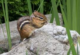 Chipmunk Net Worth, Income, Salary, Earnings, Biography, How much money make? Chipmunk Net Worth, Income, Salary, Earnings, Biography, How much money make?
