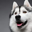 Jason Chan's user avatar