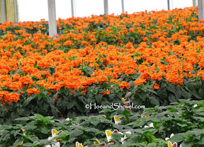 Tour of Riverview Flower Farms