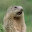Allen Simpson's user avatar