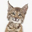 Jackkobec's user avatar